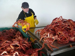 Grading-&-size-Checking-New-season-Snowland-King-Crabs