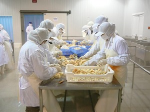 King-Crab-Meat-Picking-pic2