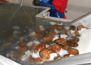 Lobster Tails Production