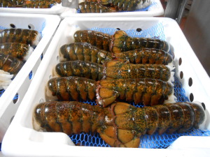 Lobster Tails Ready for Packing